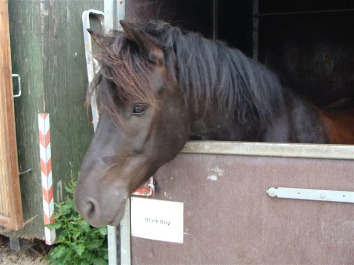 Hollandsk Sportspony Black Boy *Bedste Hest* - SAVNET!!  - Smukke Black boy <3 billede 17