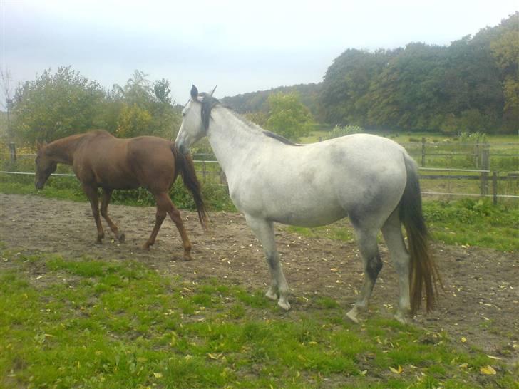 Pura Raza Española Janeda billede 20