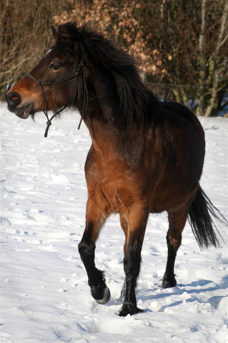 Anden særlig race Søndergårds Stjerne - 2/3 10. Fotograf: Røsle Dyre billede 17