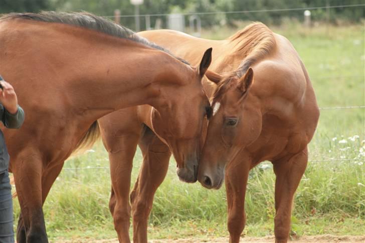 Fuldblod (XX) Mayday - ridelejr 2008 billede 13