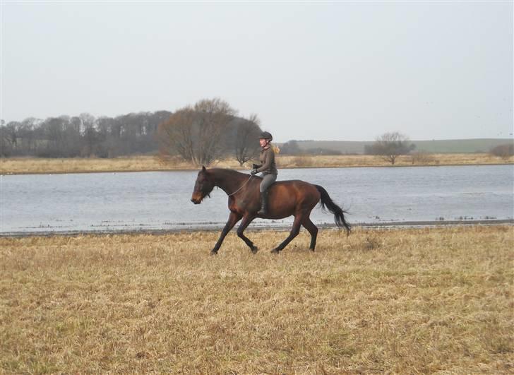 Dansk Varmblod Gamborg´s Duchess - it's always a pleasure to ride on you :* billede 4