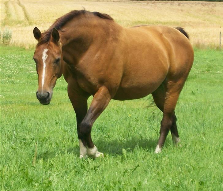 Dansk Varmblod Roselil Sølyst billede 3