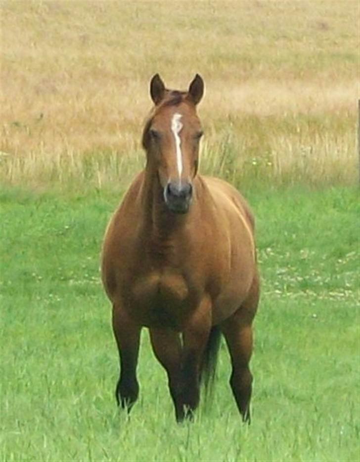 Dansk Varmblod Roselil Sølyst billede 4