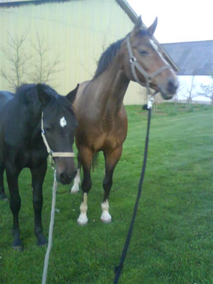 Dansk Varmblod Roselil Sølyst billede 6