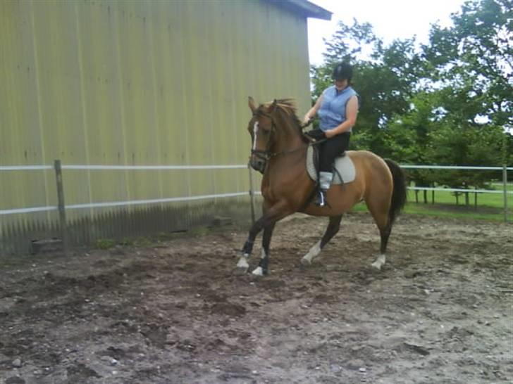 Dansk Varmblod Roselil Sølyst billede 11