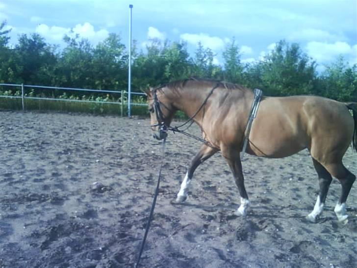 Dansk Varmblod Roselil Sølyst billede 15