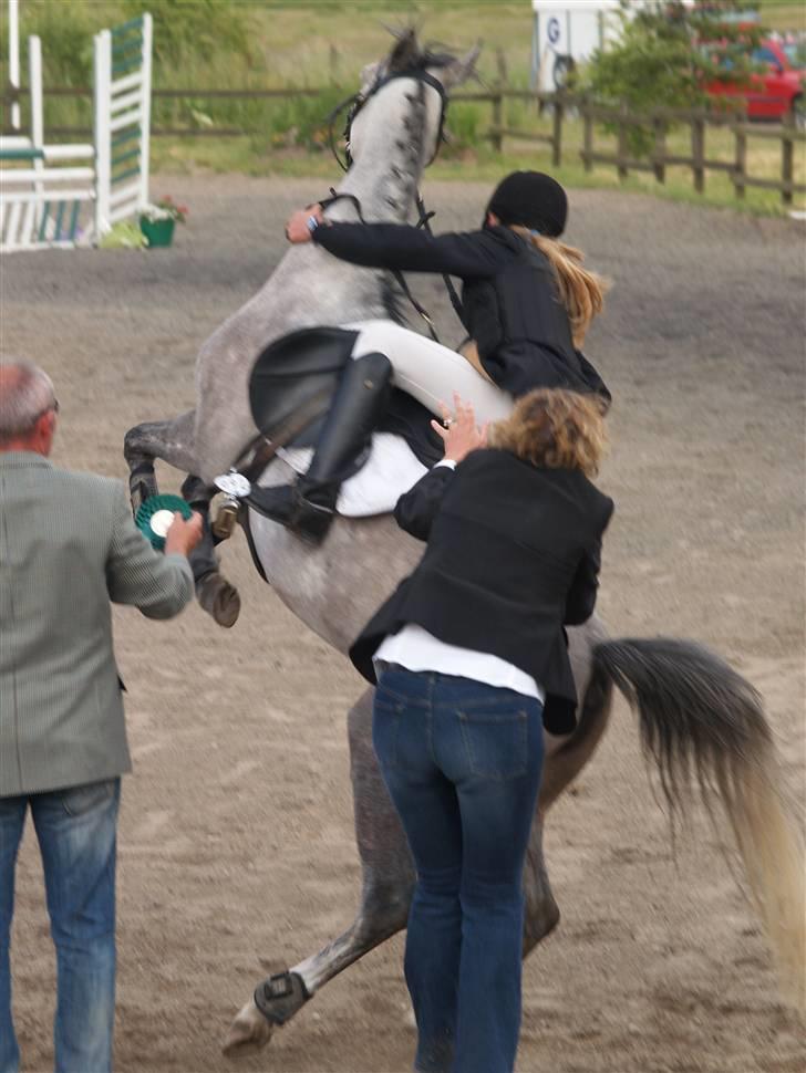 Anden særlig race M.L.'s Grace (solgt) - SÅDAN GRACE hehe hun var på det tidspunkt bare for rosetter hehe ( billedet er taget af min far :D ) billede 14