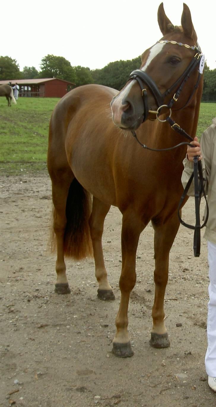 New Forest Elmholts Imits  - storhestedag o7 billede 7