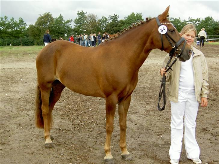 New Forest Elmholts Imits  - stå og sover lidt billede 8