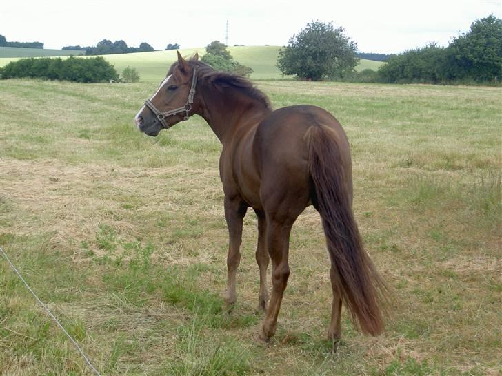 New Forest Elmholts Imits  - lille flipper -sød er hun billede 11