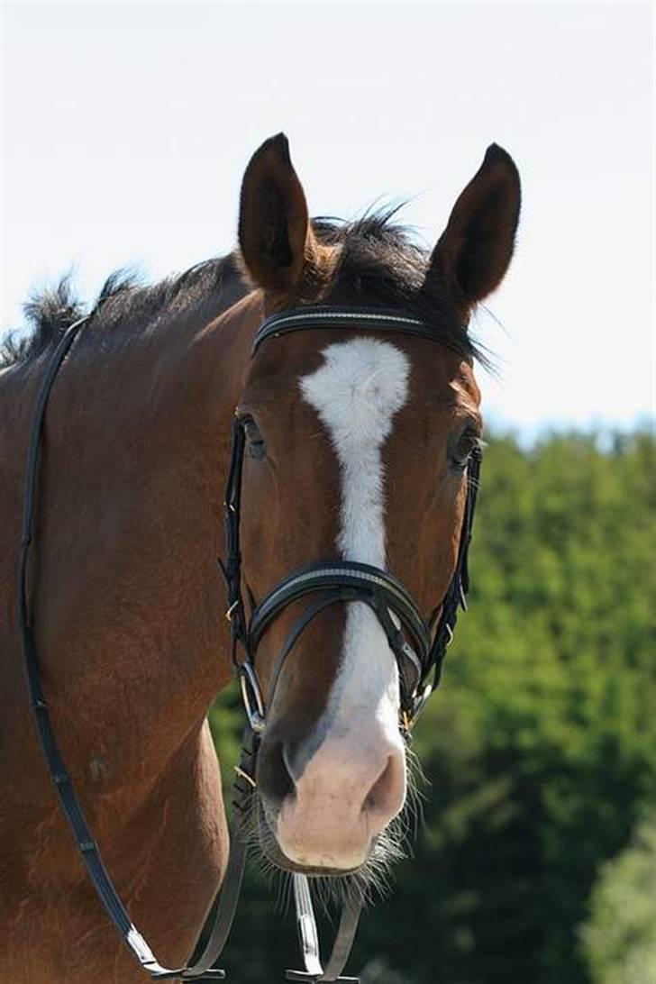 Hollandsk Varmblod Pamelius H - Skønne Palle. billede 1