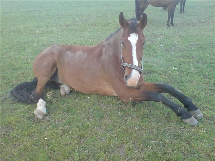 Hollandsk Varmblod Pamelius H - Hmm...en morfar? billede 2