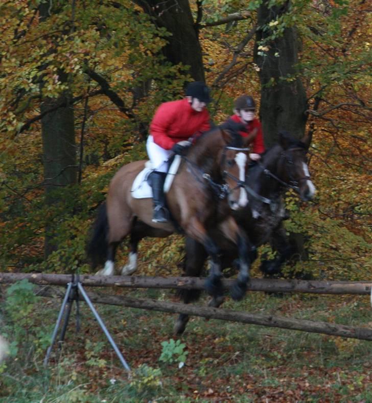Hollandsk Varmblod Pamelius H - Palle og jeg til Hubertusjagt i Århus 2008 billede 3
