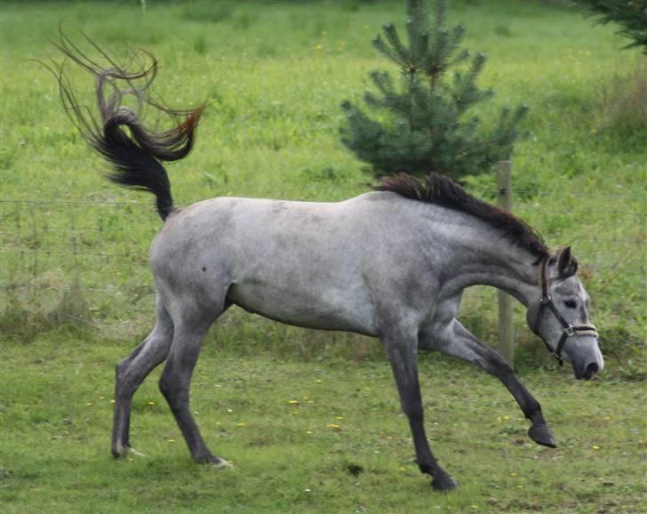 Trakehner Princessa billede 11