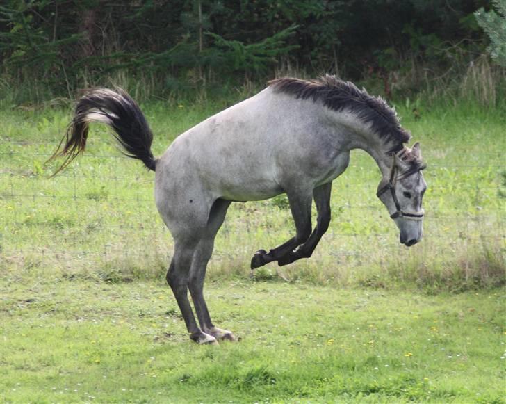 Trakehner Princessa billede 12