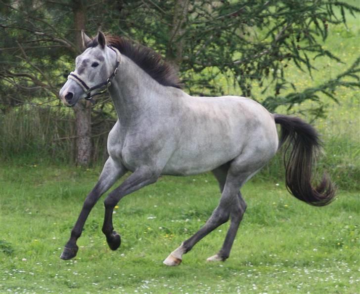Trakehner Princessa billede 13