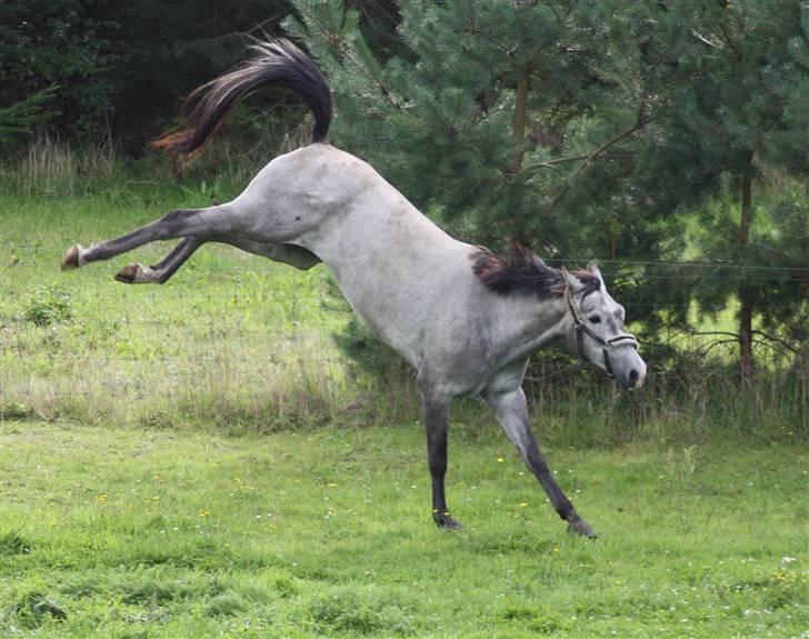 Trakehner Princessa billede 14