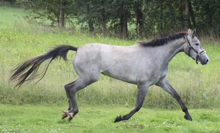 Trakehner Princessa billede 15