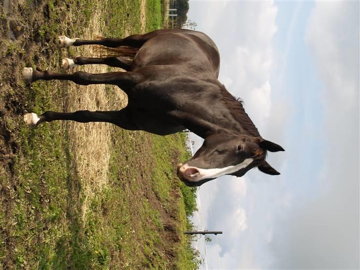 Anden særlig race Faith billede 10