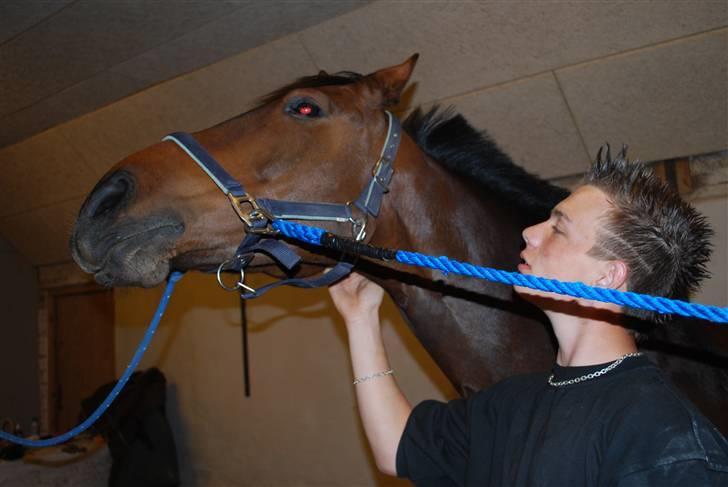 Holstener Orchidee billede 9