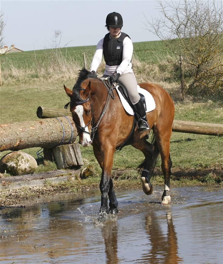 Hollandsk Varmblod Pamelius H - Terræn Langå april 2009 billede 7