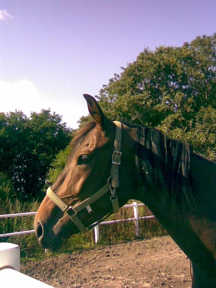 Standardbred India Spirit(passer) - Se den sjove trekant hun fik på halsen da billedet blev taget billede 9