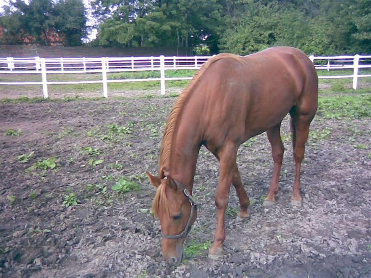 Traver Kristi Spirit billede 5