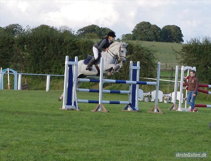 Irsk Sportspony Ballingown lad - Slr billede 3