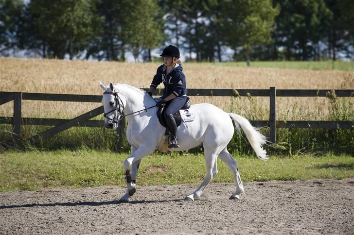 Irsk Sportspony Ballingown lad - dressur billede 4