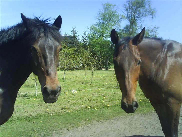 Dansk Varmblod pretender - Velkommen til min profil. billede 1
