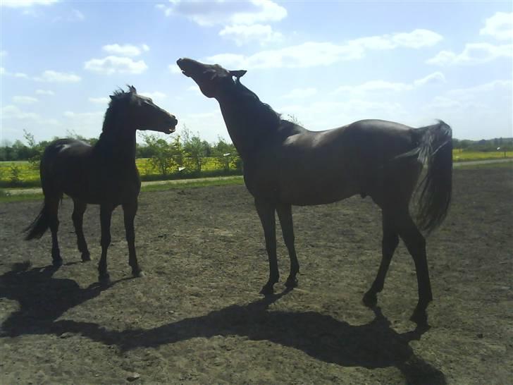 Dansk Varmblod pretender - Leger(: billede 2