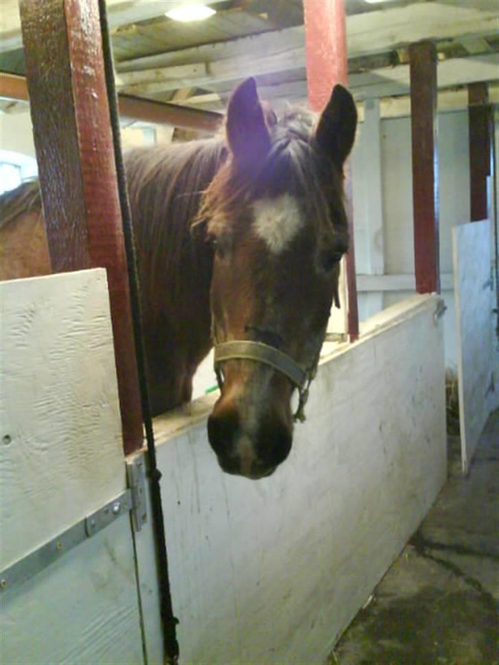 Anden særlig race Junior R.I.P - Hej og velkommen til Juniors profil. Vi ville blive glade hvis du lagde en glad kommentar XD billede 1