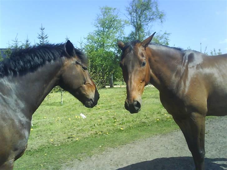 Dansk Varmblod pretender - Slapper lige lidt af. billede 3