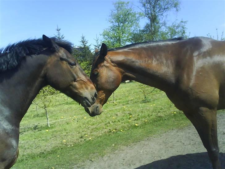 Dansk Varmblod pretender - Er de ikke bare søde? billede 4