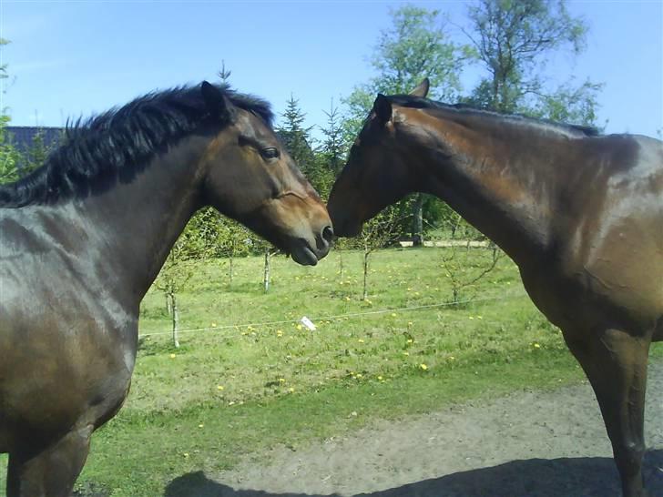 Dansk Varmblod pretender - Smil (: billede 5