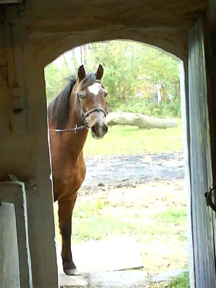 Anden særlig race Junior R.I.P - Titte titte xD billede 2