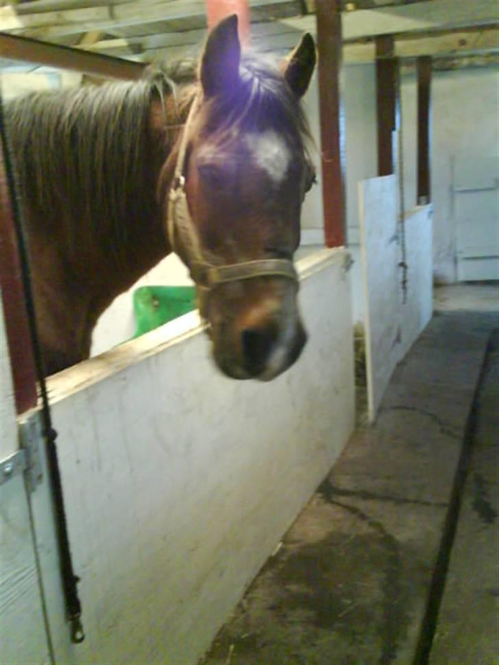 Anden særlig race Junior R.I.P - Er der mad nu? billede 3