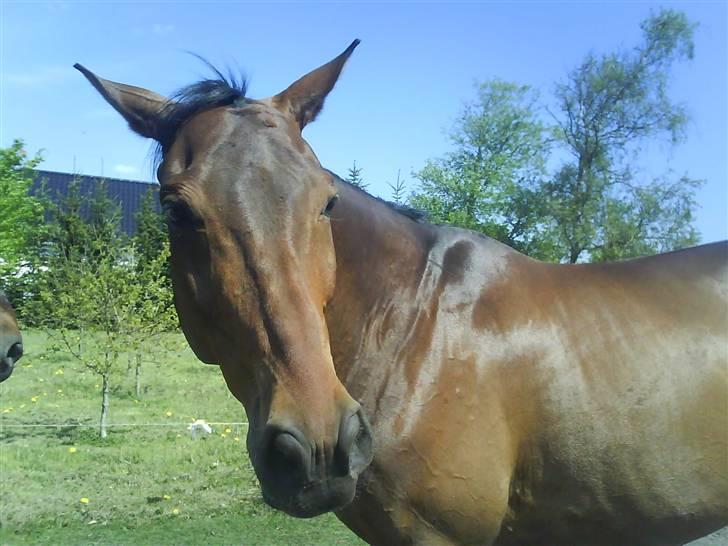 Dansk Varmblod pretender - Det er så mig(: billede 6