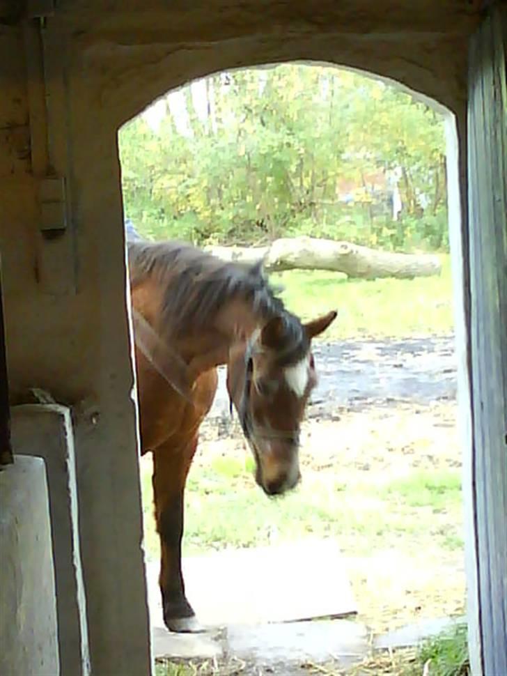 Anden særlig race Junior R.I.P - Hvd har nu trådt i? billede 4