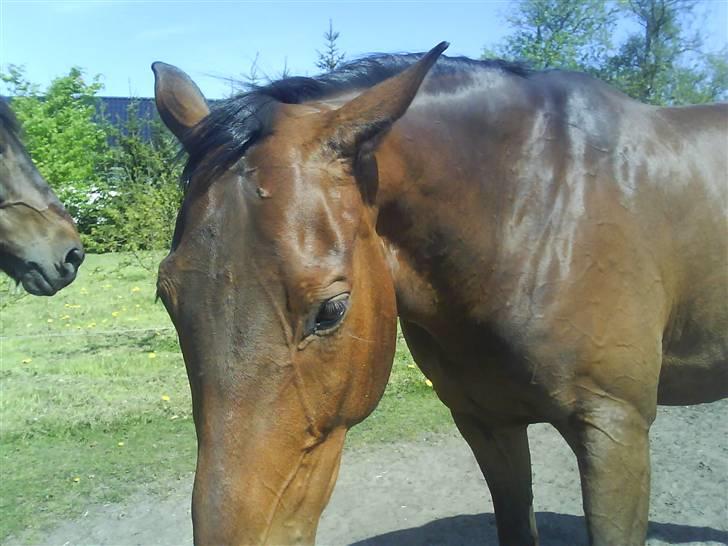 Dansk Varmblod pretender - Nu er jeg træt, men tak fordi i kiggede forbi. billede 7