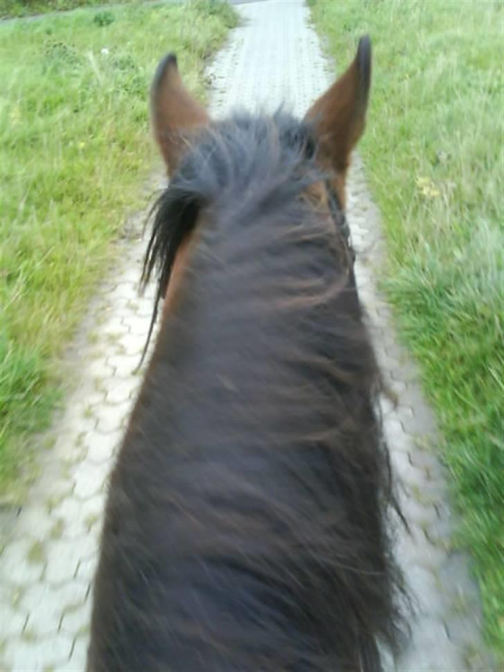 Anden særlig race Junior R.I.P - Lille ridetur på Julle billede 5