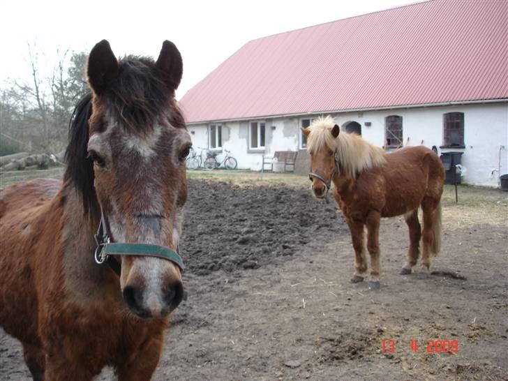 Anden særlig race Junior R.I.P billede 6