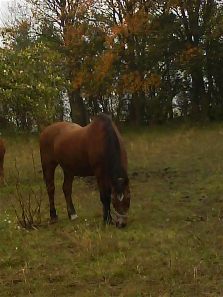 Anden særlig race Junior R.I.P - Var der mad der? billede 7