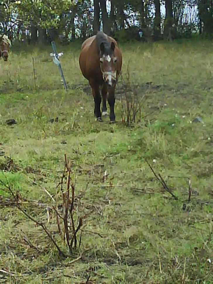 Anden særlig race Junior R.I.P - Jeg kommer kun hvis du har mad med til mig billede 8