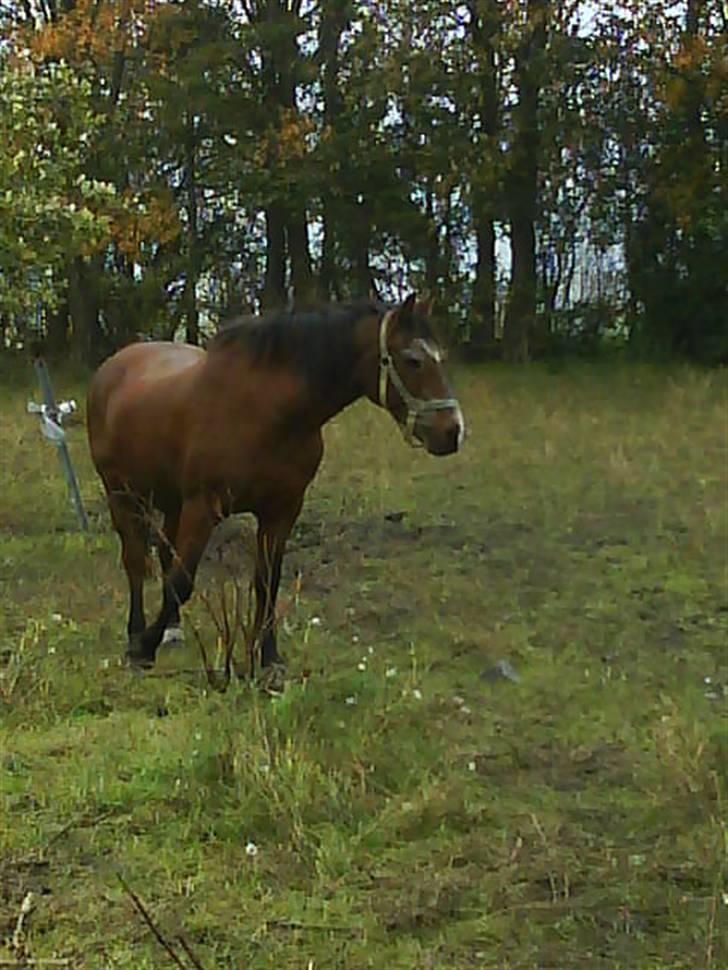 Anden særlig race Junior R.I.P - Jeg må finde et nyt sted med camuflage og mad billede 9