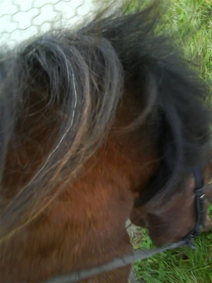 Anden særlig race Junior R.I.P - uden mad og mad er Junior ikke glad billede 10