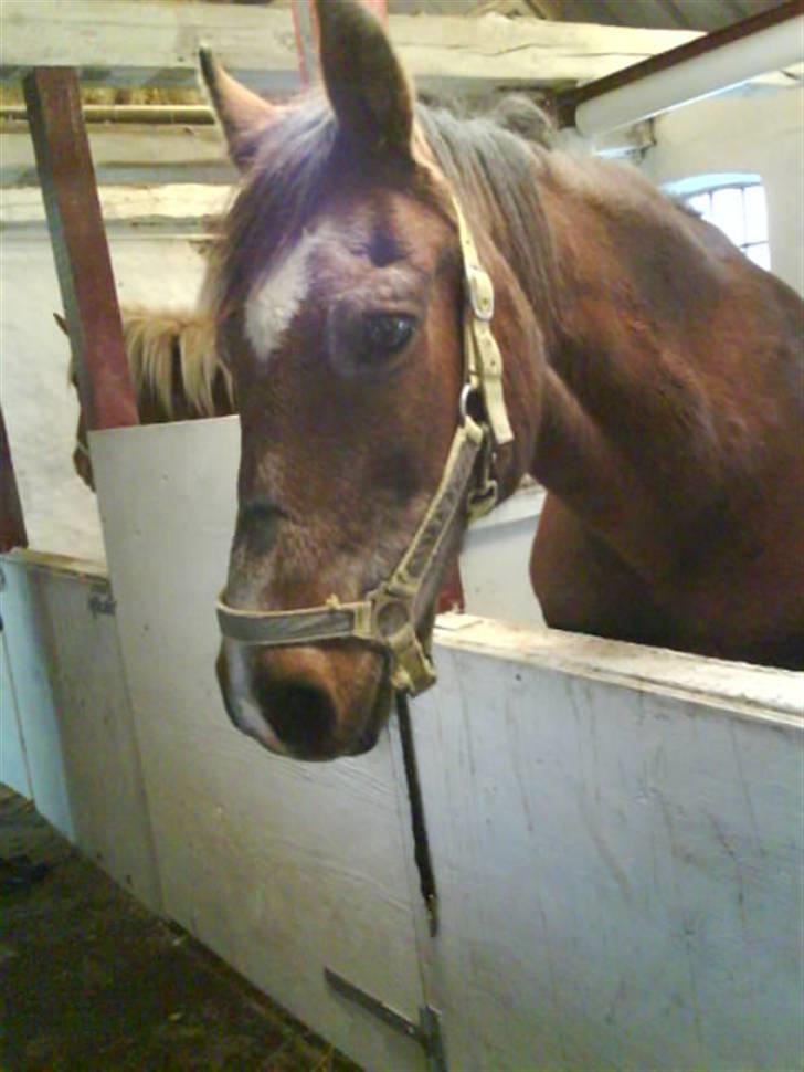 Anden særlig race Junior R.I.P - Den gamle hygger sig i sin boks billede 12