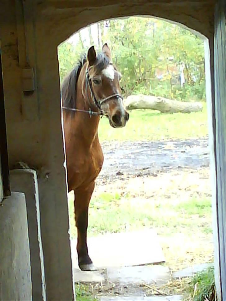Anden særlig race Junior R.I.P - Skal vi afsted nu? billede 13
