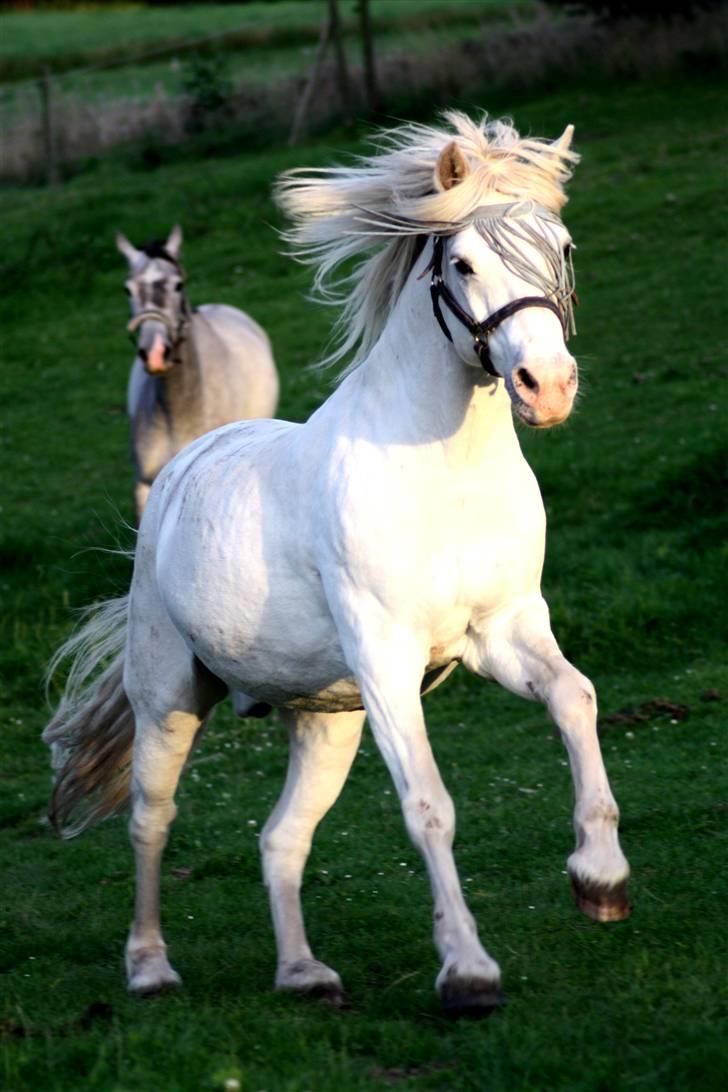 Connemara Hesteklewa Walentin billede 15