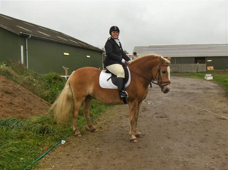 Haflinger Hafferlaffen (Laffe) - Klar til vores 1. stævne billede 6